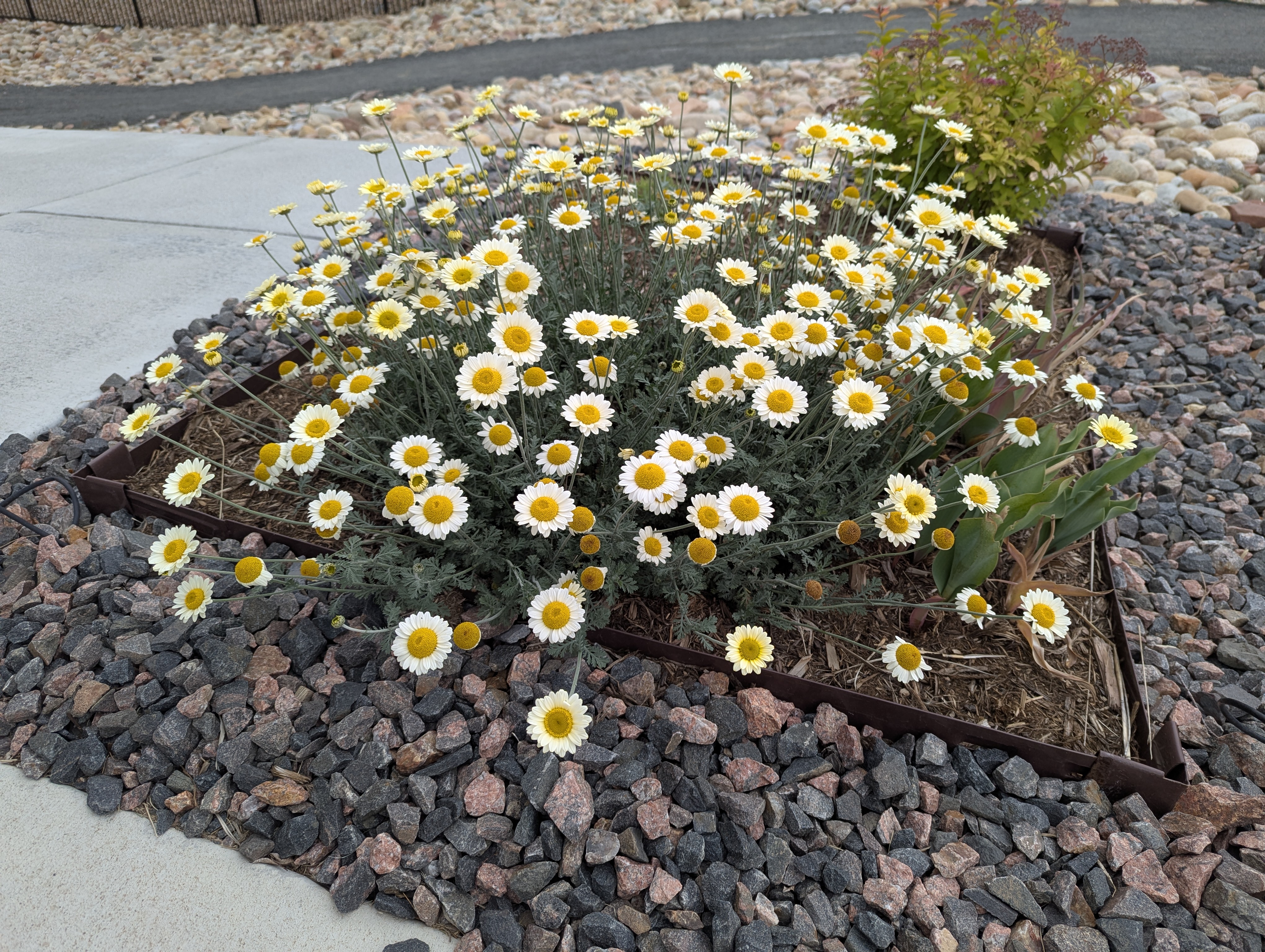Garden, Flowers, Morrison, Colorado
